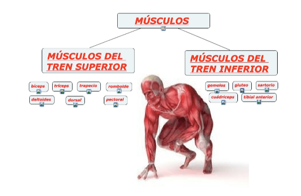 Cuidado de las articulaciones - blog farmacia 24h - Farmacia 24 horas Palma | Farmacia Balanguera